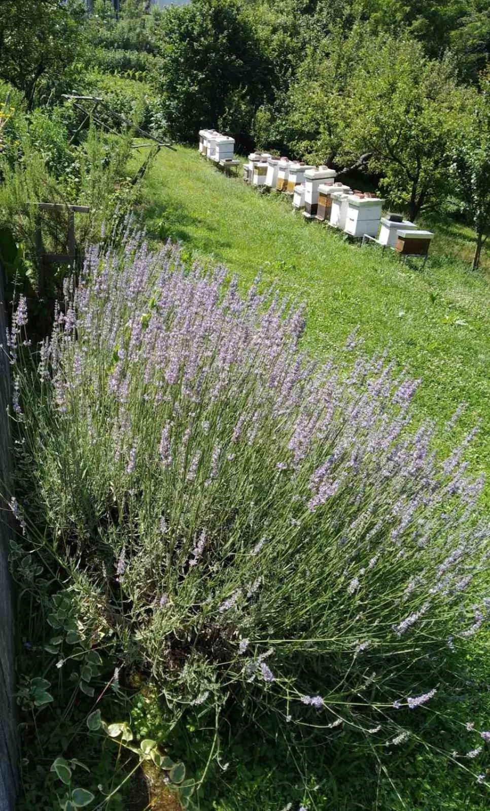 Guest House Bee Visoko Eksteriør bilde